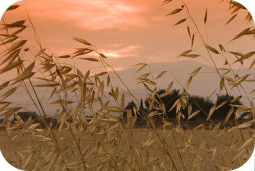 Wheat
